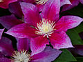 Clematis Red Peard IMG_4362 Powojnik